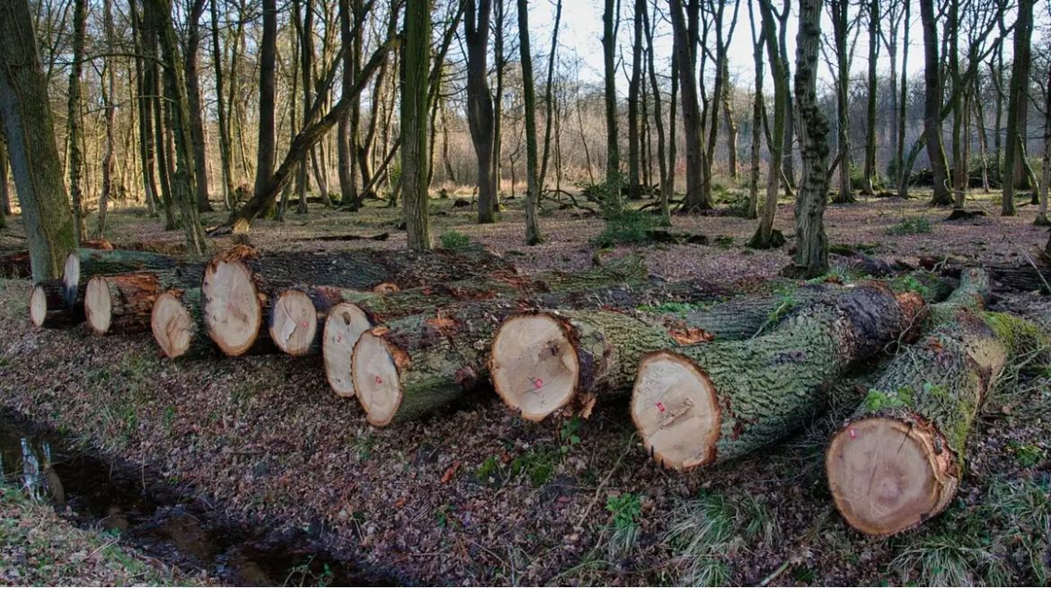 LA PERTE DE FORÊTS DANS LE MONDE EN 2023 DÉPASSE LES PRÉVISIONS